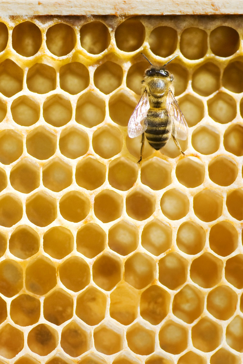 Honeybee on a comb